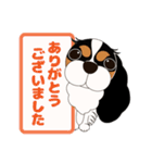 キャバリア犬♪トライカラー2（個別スタンプ：12）