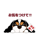 キャバリア犬♪トライカラー2（個別スタンプ：23）