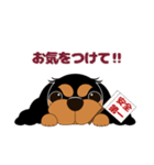 キャバリア犬♪ブラック＆タン2（個別スタンプ：23）