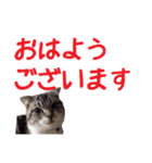 がんも でか文字 敬語（個別スタンプ：1）