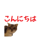 がんも でか文字 敬語（個別スタンプ：2）