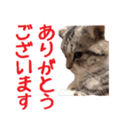 がんも でか文字 敬語（個別スタンプ：5）