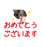 がんも でか文字 敬語（個別スタンプ：6）