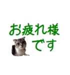 がんも でか文字 敬語（個別スタンプ：12）