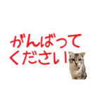 がんも でか文字 敬語（個別スタンプ：15）