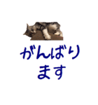 がんも でか文字 敬語（個別スタンプ：16）