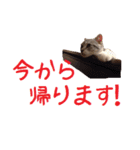 がんも でか文字 敬語（個別スタンプ：37）