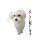 白い犬の敬語（個別スタンプ：12）