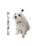 白い犬の敬語（個別スタンプ：14）