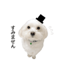 白い犬の敬語（個別スタンプ：15）