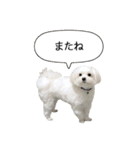 白い犬の敬語（個別スタンプ：35）