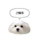 白い犬の敬語（個別スタンプ：36）