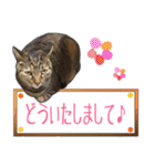 【敬語】表情豊かな猫ちゃん達。7（個別スタンプ：2）