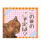 【敬語】表情豊かな猫ちゃん達。7（個別スタンプ：6）