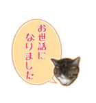 【敬語】表情豊かな猫ちゃん達。7（個別スタンプ：7）