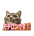 【敬語】表情豊かな猫ちゃん達。7（個別スタンプ：8）