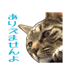 【敬語】表情豊かな猫ちゃん達。7（個別スタンプ：9）