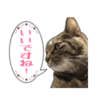 【敬語】表情豊かな猫ちゃん達。7（個別スタンプ：10）