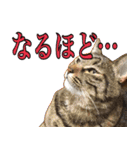 【敬語】表情豊かな猫ちゃん達。7（個別スタンプ：11）