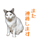 【敬語】表情豊かな猫ちゃん達。7（個別スタンプ：12）