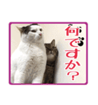 【敬語】表情豊かな猫ちゃん達。7（個別スタンプ：14）