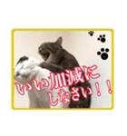 【敬語】表情豊かな猫ちゃん達。7（個別スタンプ：15）