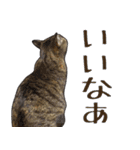 【敬語】表情豊かな猫ちゃん達。7（個別スタンプ：17）