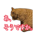 【敬語】表情豊かな猫ちゃん達。7（個別スタンプ：18）