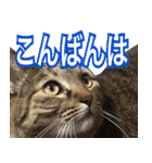 【敬語】表情豊かな猫ちゃん達。7（個別スタンプ：20）