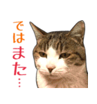 【敬語】表情豊かな猫ちゃん達。7（個別スタンプ：22）