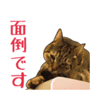 【敬語】表情豊かな猫ちゃん達。7（個別スタンプ：23）