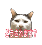 【敬語】表情豊かな猫ちゃん達。7（個別スタンプ：24）