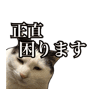 【敬語】表情豊かな猫ちゃん達。7（個別スタンプ：25）