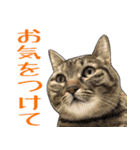 【敬語】表情豊かな猫ちゃん達。7（個別スタンプ：26）