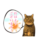 【敬語】表情豊かな猫ちゃん達。7（個別スタンプ：28）