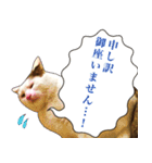 【敬語】表情豊かな猫ちゃん達。7（個別スタンプ：29）