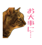 【敬語】表情豊かな猫ちゃん達。7（個別スタンプ：31）