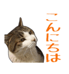 【敬語】表情豊かな猫ちゃん達。7（個別スタンプ：32）