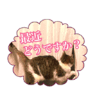 【敬語】表情豊かな猫ちゃん達。7（個別スタンプ：36）