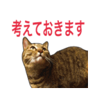 【敬語】表情豊かな猫ちゃん達。7（個別スタンプ：37）