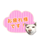 【敬語】表情豊かな猫ちゃん達。7（個別スタンプ：38）