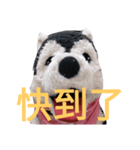 my English is like a husky 2.0（個別スタンプ：4）