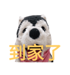 my English is like a husky 2.0（個別スタンプ：10）