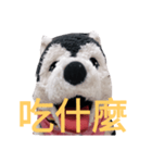 my English is like a husky 2.0（個別スタンプ：17）