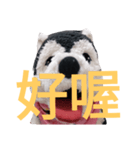 my English is like a husky 2.0（個別スタンプ：25）