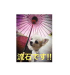 愛犬 ひかる 2（個別スタンプ：7）