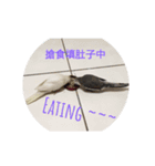 Cuate Birds（個別スタンプ：1）