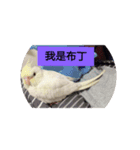 Cuate Birds（個別スタンプ：8）