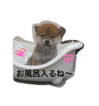 柴犬茶子スタンプ（個別スタンプ：1）