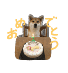 柴犬茶子スタンプ（個別スタンプ：5）